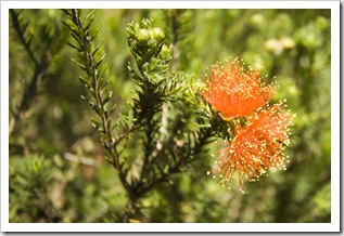 Wildflowers in Kalbarri National Park