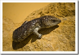 A Shingleback Lizard in The Pinnacles Desert in Nambung National Park