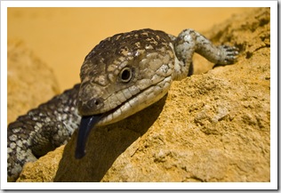 A Shingleback Lizard in The Pinnacles Desert in Nambung National Park