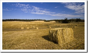 Hay bales on the drive south of New Norcia