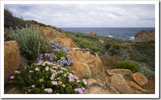 Wildflowers at Sugarloaf Rock