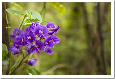 Margaret River wildflowers