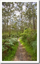 Hiking trail through the forest near 10 Mile Brook