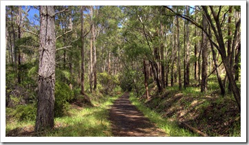 Hiking trail through the forest near 10 Mile Brook