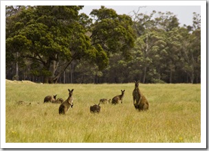 Margaret River kangaroos 