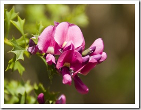 Margaret River wildflowers