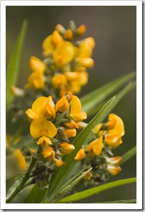 Margaret River wildflowers