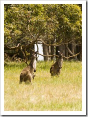 Margaret River kangaroos 