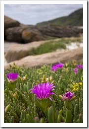 The coastline near Conto Spring