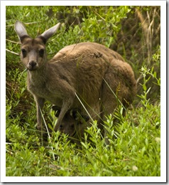 An inquisitive mother and her joey at our Conto campground 