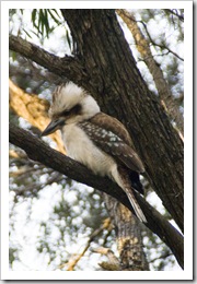 A kookaburra at Conto campground 