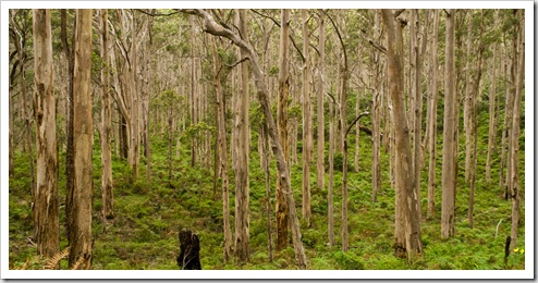 The Boranup Karri Forest