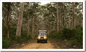 The Boranup Karri Forest