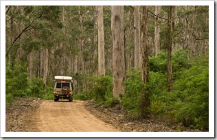 The Boranup Karri Forest