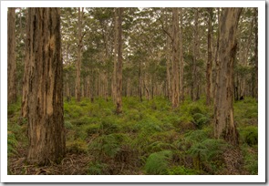 The Boranup Karri Forest