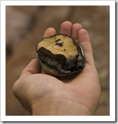 A Green Lipped Abalone at Cape Leeuwin