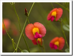 Margaret River wildflowers