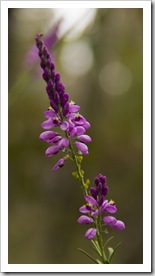 Margaret River wildflowers