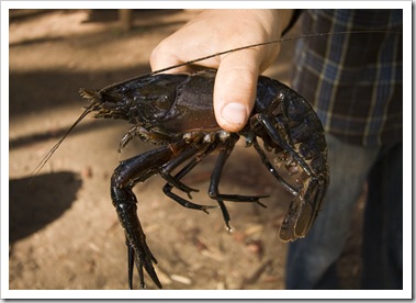 Monster Marron in Blackwood Conservation Park