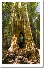 Lisa in the 'Walk Through Karri' in Beedelup National Park