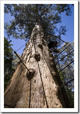 Lisa climbing the Gloucester Tree in Gloucester National Park