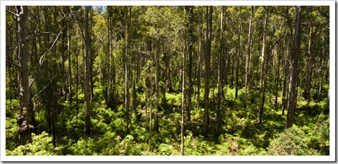 View from the Gloucester Tree in Gloucester National Park