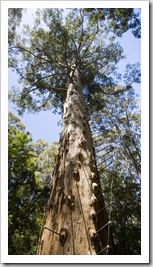 The Gloucester Tree in Gloucester National Park