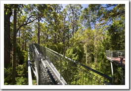 Valley of the Giants Treetop Walk