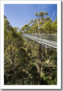 Valley of the Giants Treetop Walk