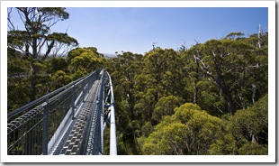 Valley of the Giants Treetop Walk