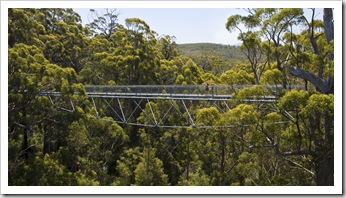 Lisa suspended on the Valley of the Giants Treetop Walk