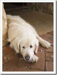 The door minder at Somerset Hill Wines