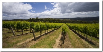 The vineyards at Somerset Hill Wines