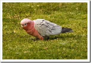 A galah at Ocean Beach