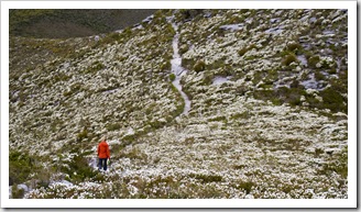 Lisa hiking through some of the wildflowers on the face of Bluff Knoll