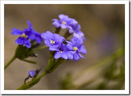 Wildflowers on Bluff Knoll