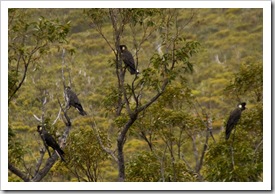 White-Tailed Black Cockatoos in Stirling Range National Park