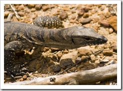 A goanna in Stirling Range National Park