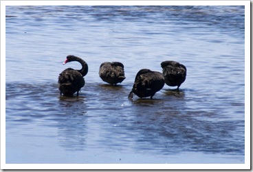 Black Swans in Princess Royal Harbour near Albany