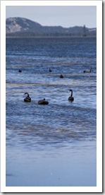 Black Swans in Princess Royal Harbour near Albany