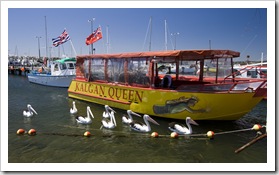 Pelicans in the harbour at Emu Point east of Albany