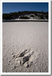 Kangaroo paws in the sand at Saint Mary's Inlet