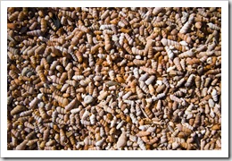 Tiny shells lining the shore of Saint Mary's Inlet