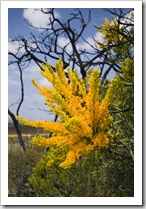 Wildflowers in Fitzgerald River National Park