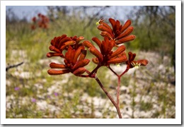 Kangaroo Paw in Fitzgerald River National Park