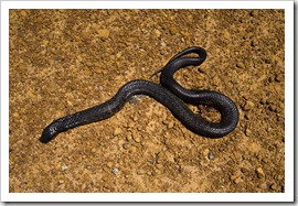 A big Yellow-Bellied Black Snake on the side of the road near Munglinup