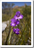 Le Grand National Park wildflowers