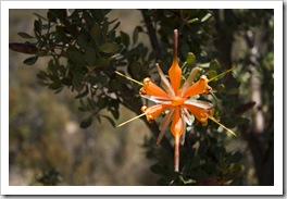 Cape Le Grand Naitonal Park wildflowers