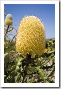 Cape Le Grand Naitonal Park wildflowers