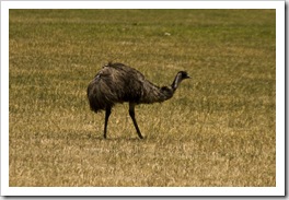 One of the many Emus in Cape Le Grand Naitonal Park